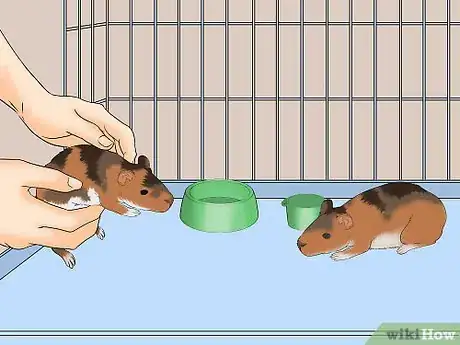 Image titled Be a Good Pet Owner Step 12