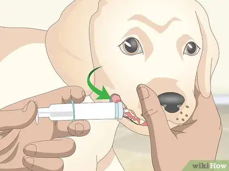 Image titled Get Your Dog to Take Its Medicine Step 19