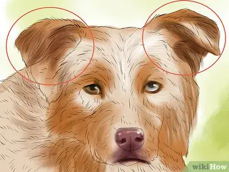 Image titled Identify an Australian Shepherd Step 6