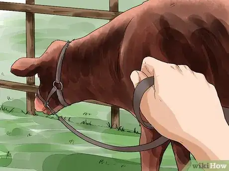 Image titled Halter Train Cattle Step 8