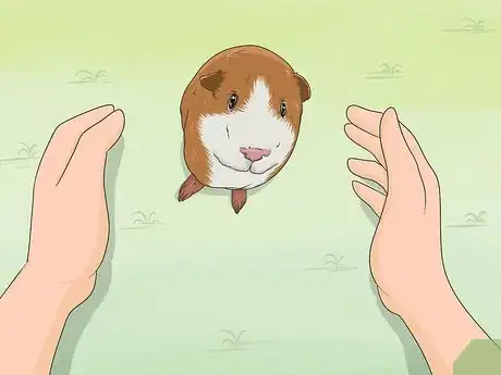 Image titled Train Your Guinea Pig Step 1