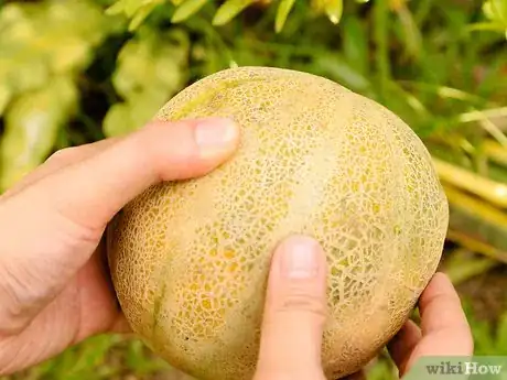 Image titled Ripen a Cantaloupe Step 3