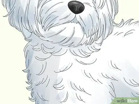 Image titled Identify a Maltese Dog Step 4