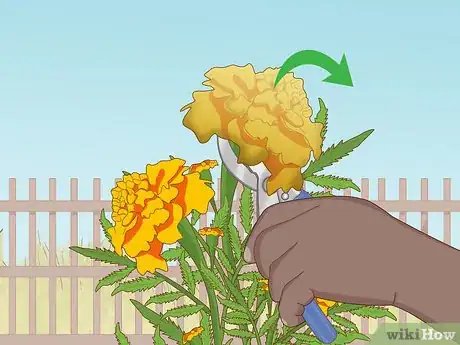 Image titled Grow Marigolds Step 19