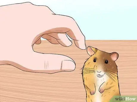 Image titled Handle a Hamster Without Being Bitten Step 12