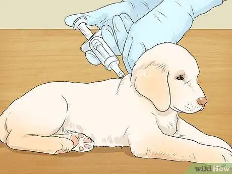 Image titled Breed Labradors Step 13