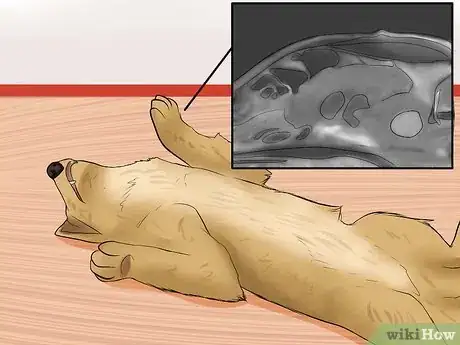 Image titled Recognize a Stroke in Dogs Step 3