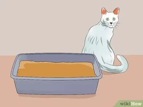 Image titled Know Your Cat's Age Step 11