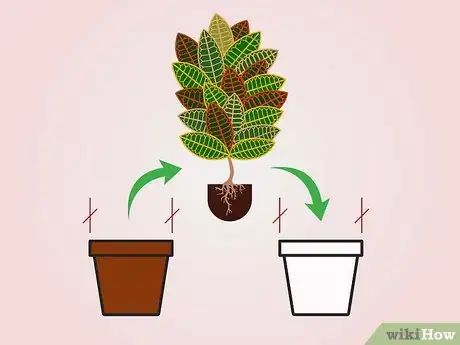 Image titled Care for a Croton Plant Step 11