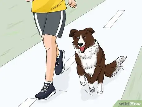 Image titled Identify a Border Collie Step 11