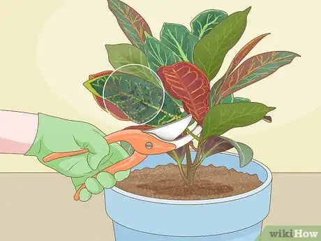 Image titled Prune Croton Plants Step 4