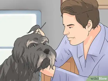 Image titled Care for Havanese Dogs Step 10