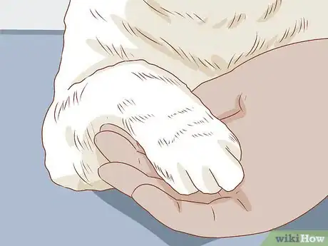 Image titled Trim Your Cat's Nails Step 17