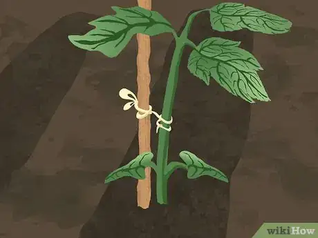 Image titled Tie up Tomatoes Step 8