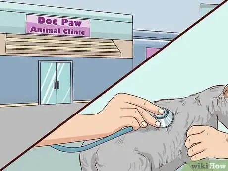 Image titled Check Cats for Dehydration Step 1