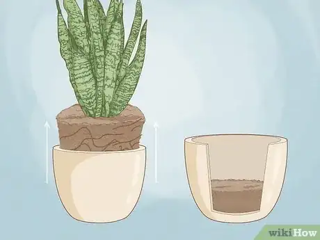 Image titled When to Repot Snake Plant Step 8