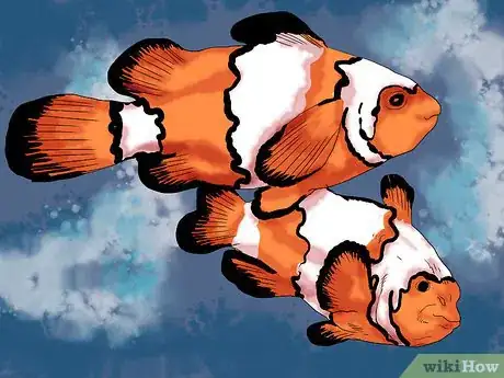 Image titled Breed Clownfish Step 2