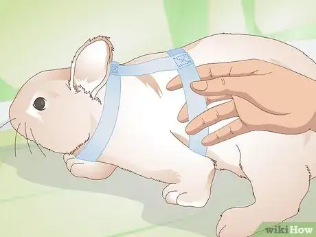 Image titled Make Your Rabbit a Leash Step 2