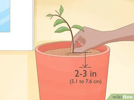 Image titled Plant Calamansi Step 12