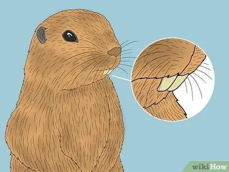 Image titled Gopher vs Groundhog Step 4