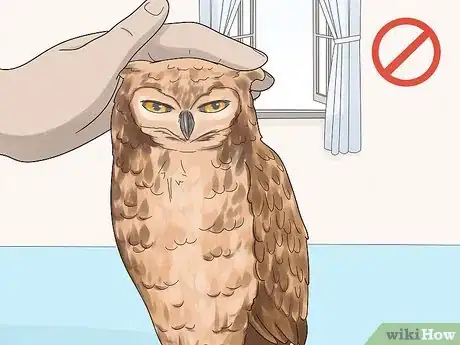 Image titled Take Care of Owls Step 6