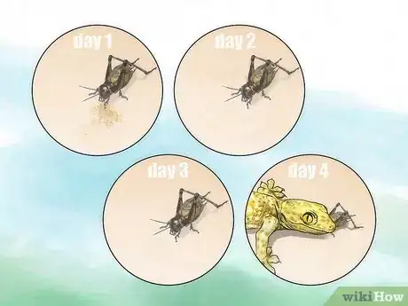 Image titled Care for Live Crickets for Reptiles Step 7