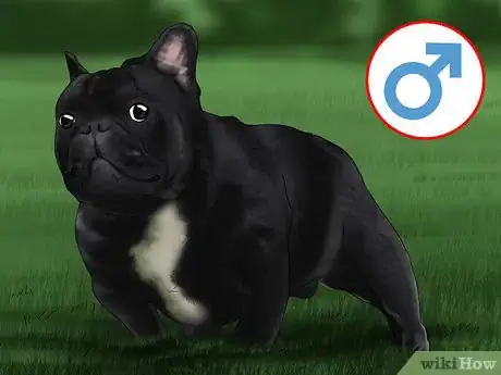 Image titled Breed French Bulldogs Step 1