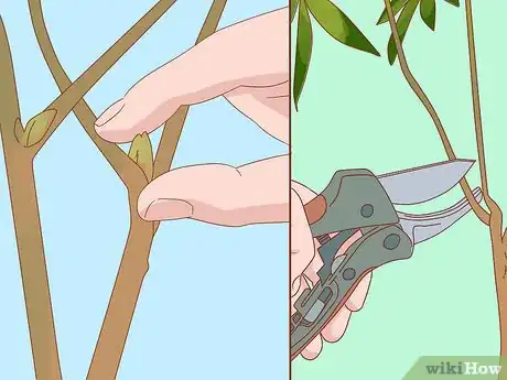 Image titled Prune a Money Tree Step 10