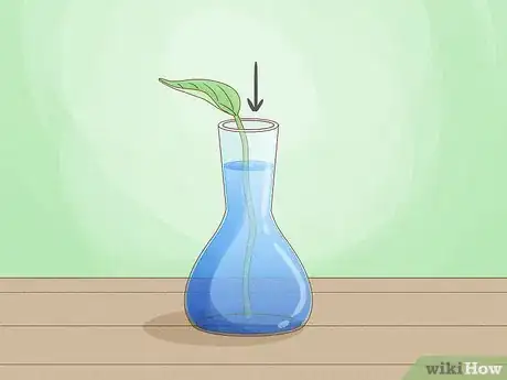 Image titled Grow a Plant Without Soil Step 10