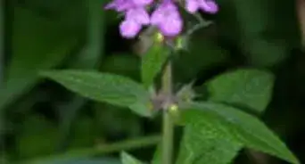 Identify Stinging Nettle