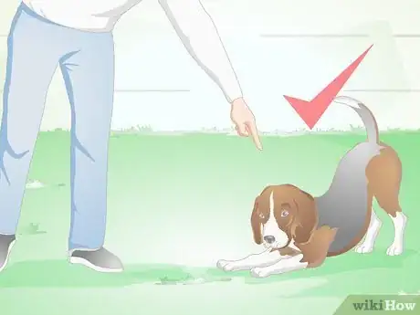 Image titled Choose a Beagle for Breeding Step 8