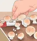 Grow White Button Mushrooms