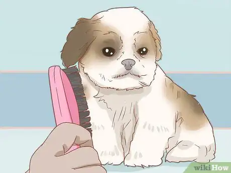 Image titled Care for a Shih Tzu Puppy Step 14