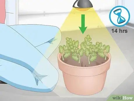 Image titled Grow Cilantro Indoors Step 14