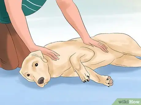 Image titled Teach Your Dog to Play Dead on Command Step 15