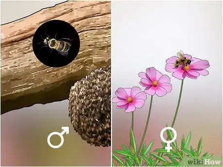 Image titled Identify Honey Bees Step 8