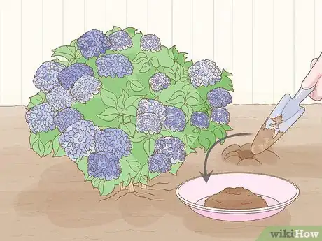 Image titled Make Hydrangeas Purple Step 2