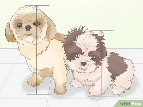 Image titled Identify a Shih Tzu Step 1