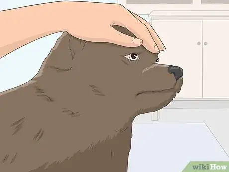 Image titled House Train Your Dog Step 12