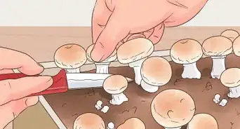 Grow White Button Mushrooms