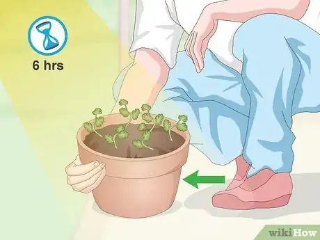 Image titled Grow Cilantro Indoors Step 13