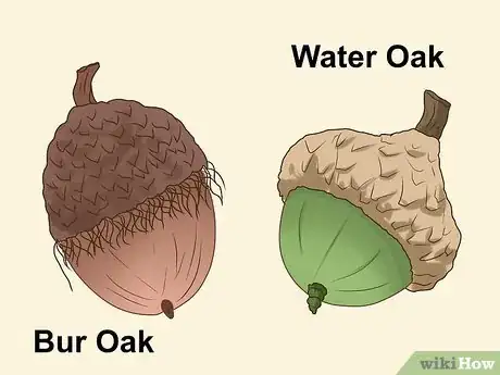 Image titled Identify Oaks by the Acorns Step 10