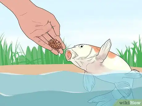 Image titled Hand Feed a Fish Step 1