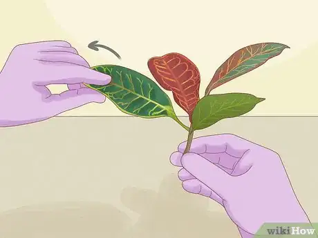 Image titled Prune Croton Plants Step 9