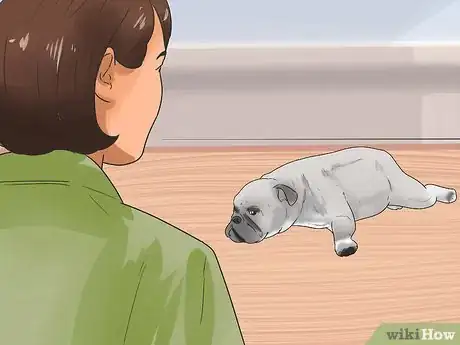 Image titled Tell if Your Dog Has Parvo Step 3