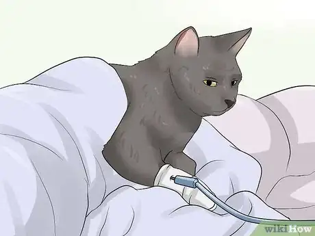 Image titled Prevent Urinary Tract Infections in Cats Step 9