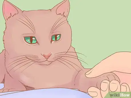 Image titled Choose a Cat Step 17