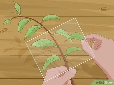 Image titled Plant Calamansi Step 11