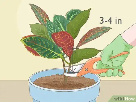 Image titled Prune Croton Plants Step 8