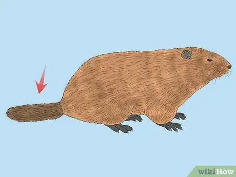 Image titled Gopher vs Groundhog Step 2